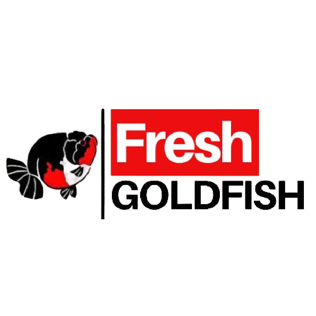 Fresh Goldfish