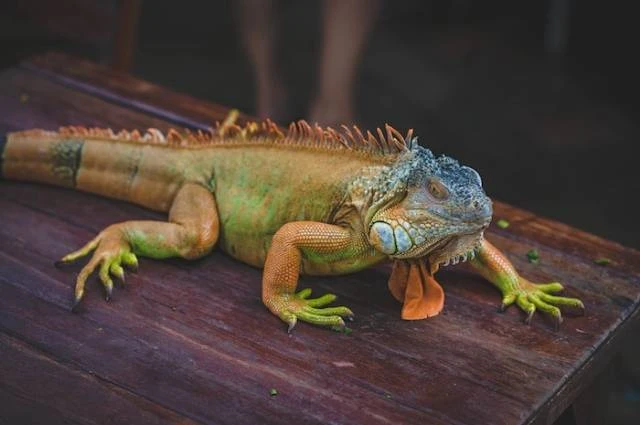 10 Hewan Peliharaan di Rumah yang Cocok untuk Para Pemula