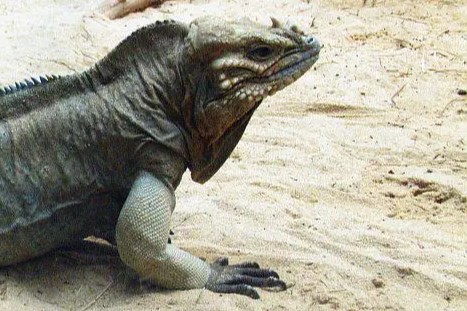 4 Fakta Unik Cyclura cornuta, Punya Cula Mirip Badak