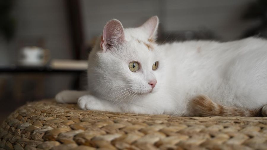 7 Manfaat Pelihara Kucing untuk Kesehatan Tubuh