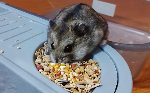 Hamster, Hewan Peliharaan yang Mungil dan Menggemaskan