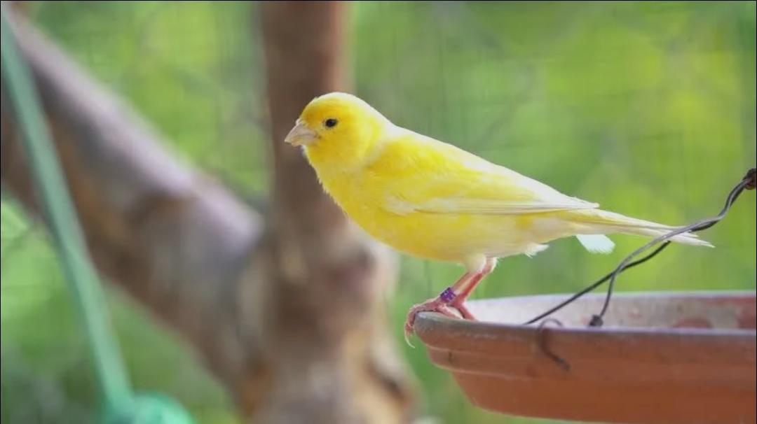 Jenis Burung Peliharaan yang Mudah Dirawat untuk Pemula, Cocok Menemani Aktivitas di Rumah