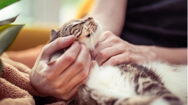 Kasta Oren hingga Bangsa Mujaer: Rahasia Kucing Bisa Jadi Penawar Penat Kantor