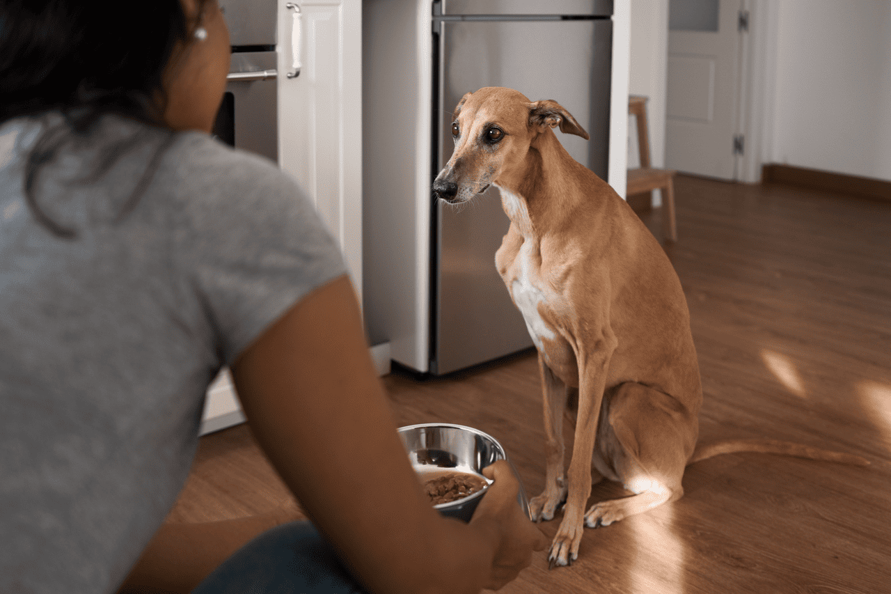 Kenapa Anjing Tidak Mau Makan? Ini Penyebabnya