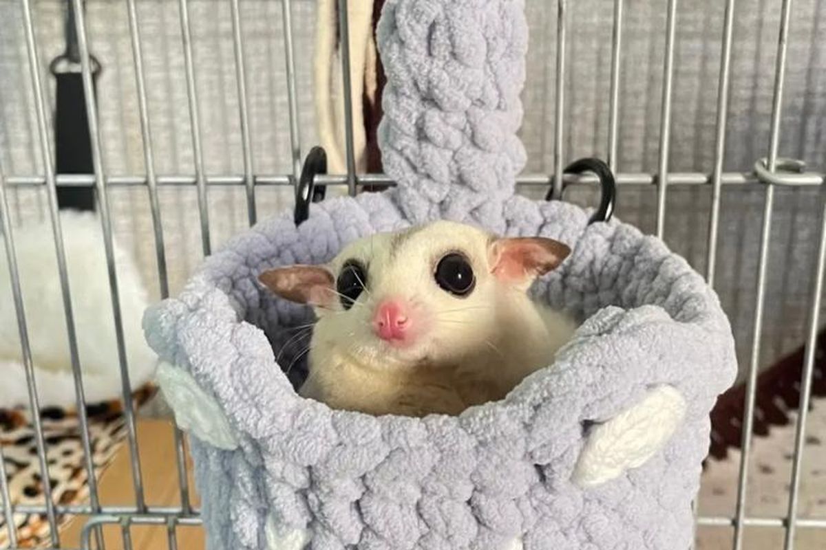 Kisah Kucing dan Sugar Glider Menjadi Selebritas Baru di Media Sosial 