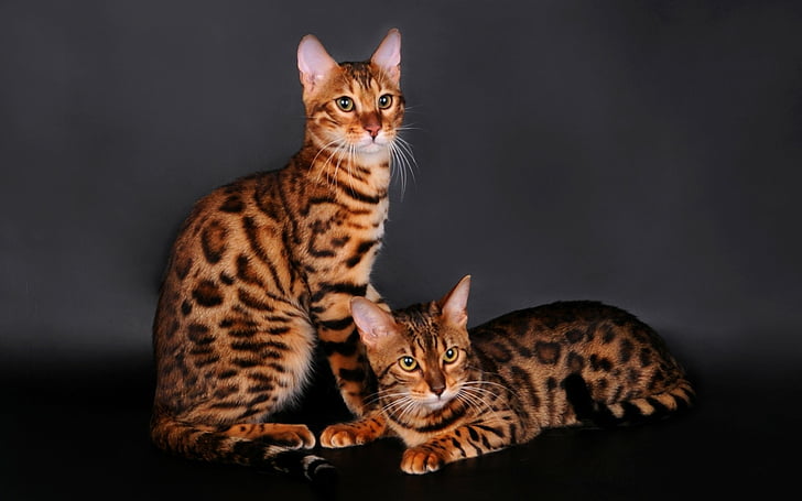 Kucing Bengal, Inilah Ciri Khas, Karakter, dan Cara Merawatnya