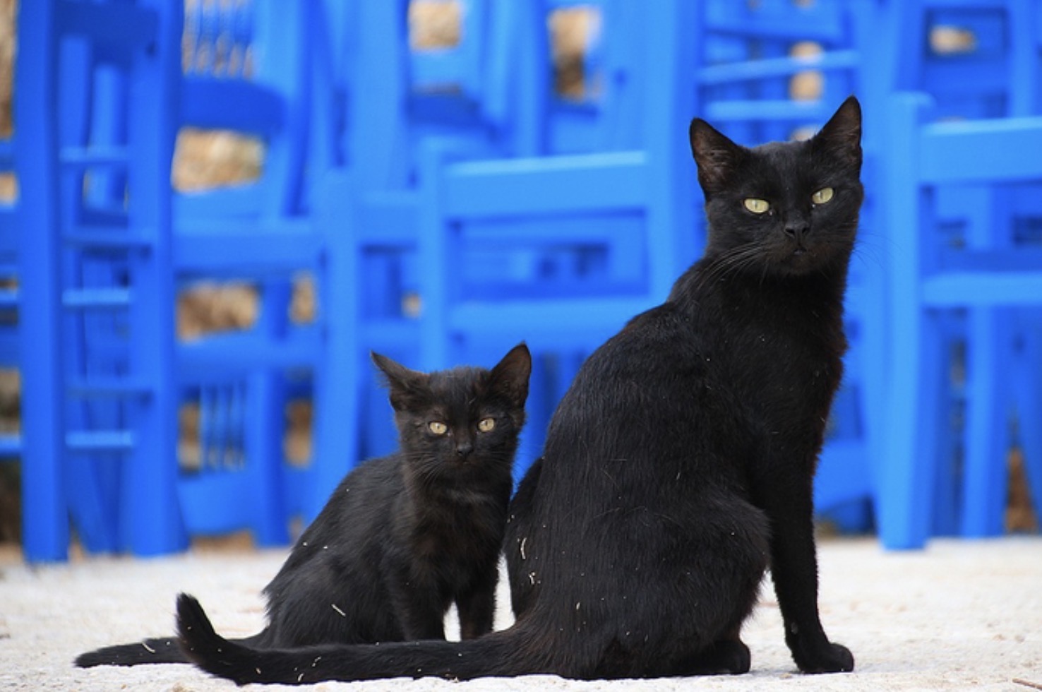 Kucing Hitam Jadi Simbol Halloween, Cari Tahu Asal-usulnya, yuk!