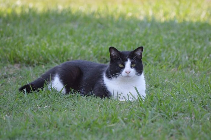 Kucing Putih Hitam: Si Tuksedo Aktif, Ramah, Menggemaskan