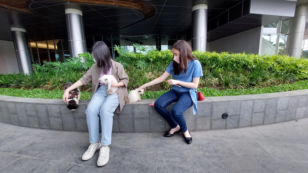 Mengapa Harus Rutin Ajak Hewan Peliharaan Jalan-Jalan? Kenali Manfaatnya Berikut