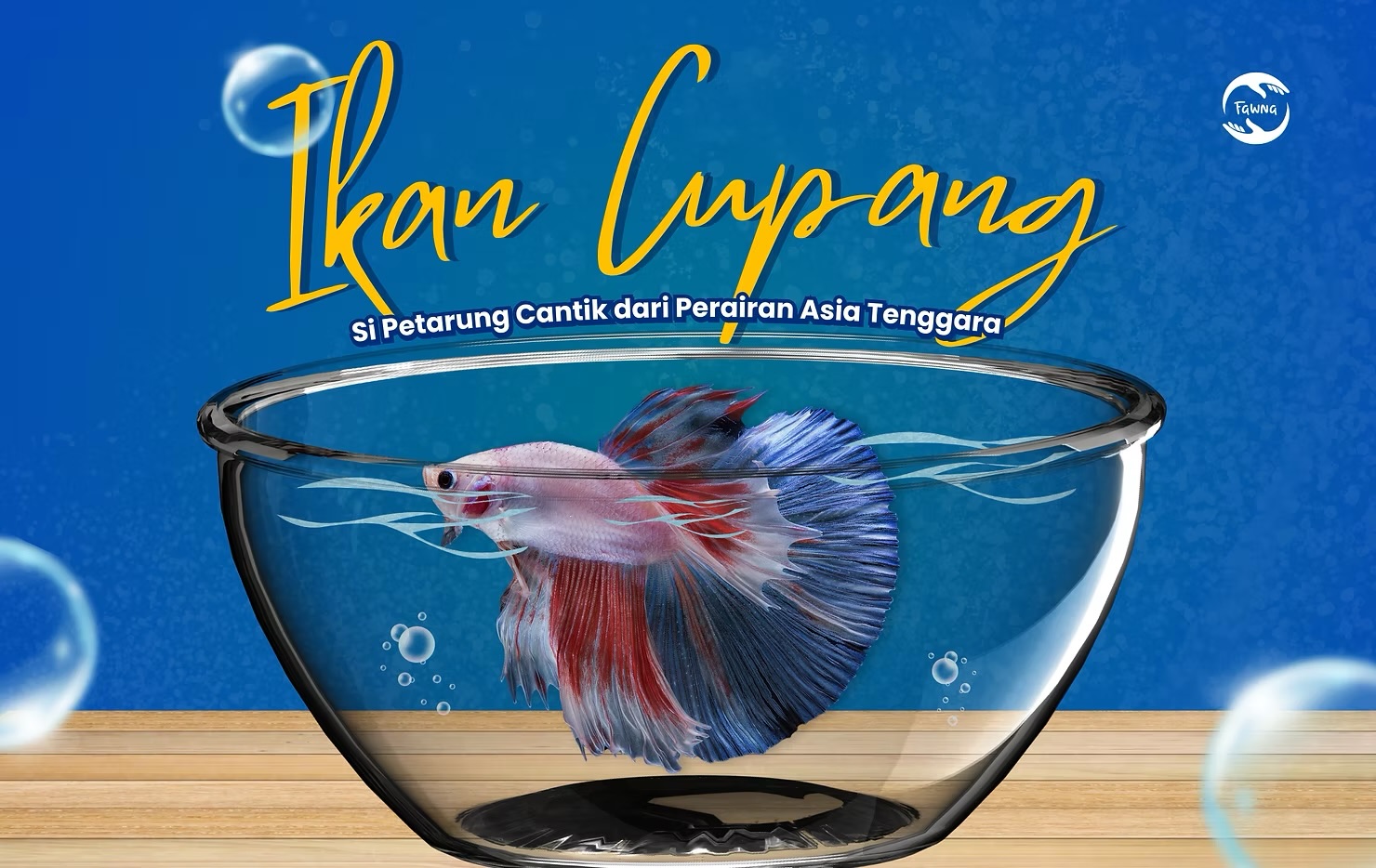 Mengenal Ikan Cupang : Si Petarung Cantik Dari Perairan Asia Tenggara