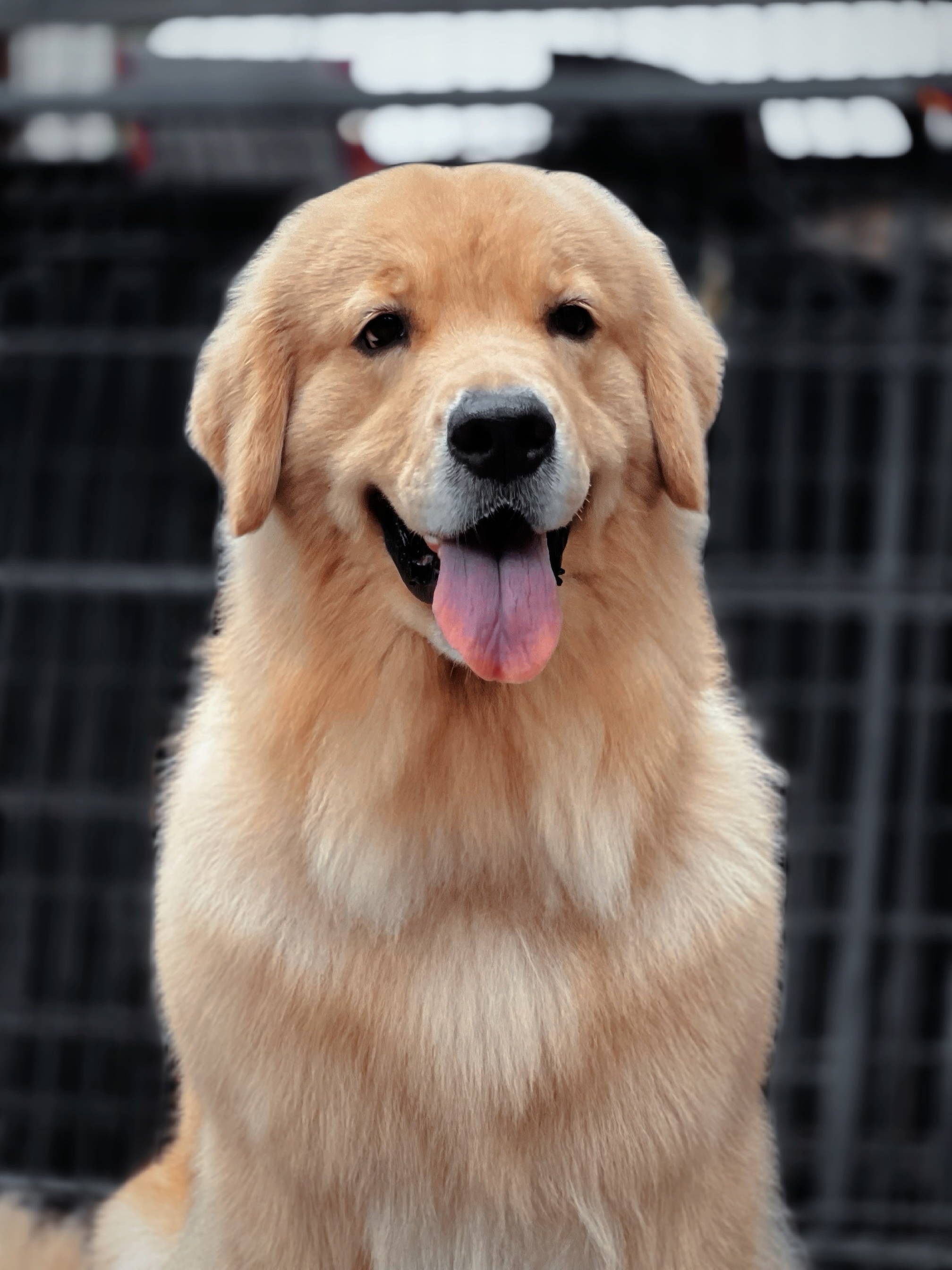 Dolce 